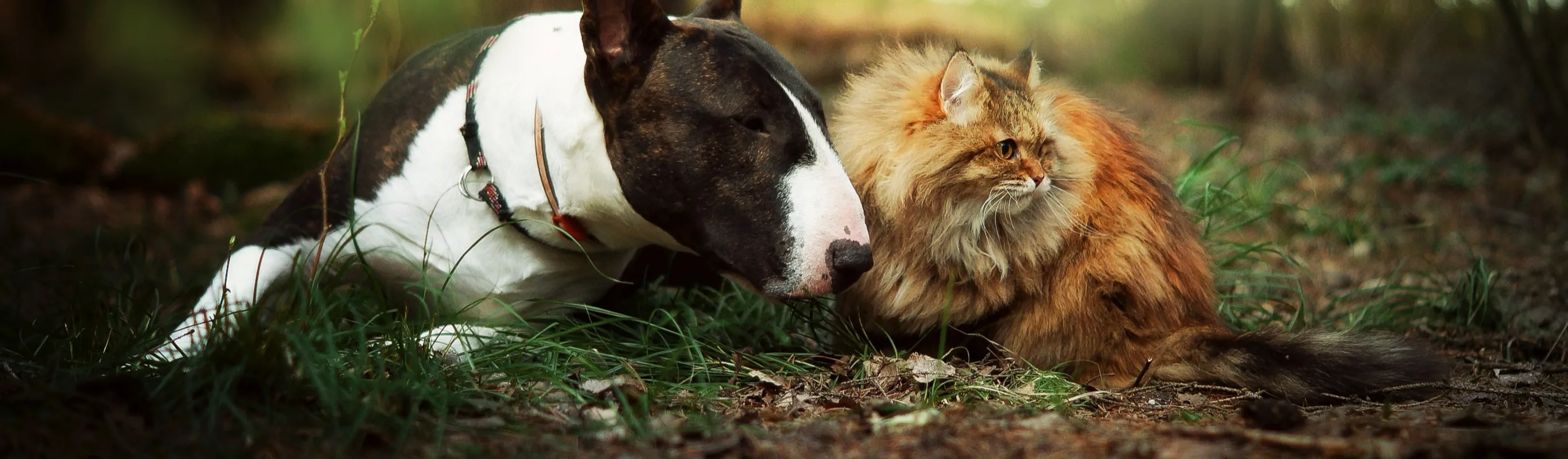 a dog and cat sitting on the dirt floor of the woods
